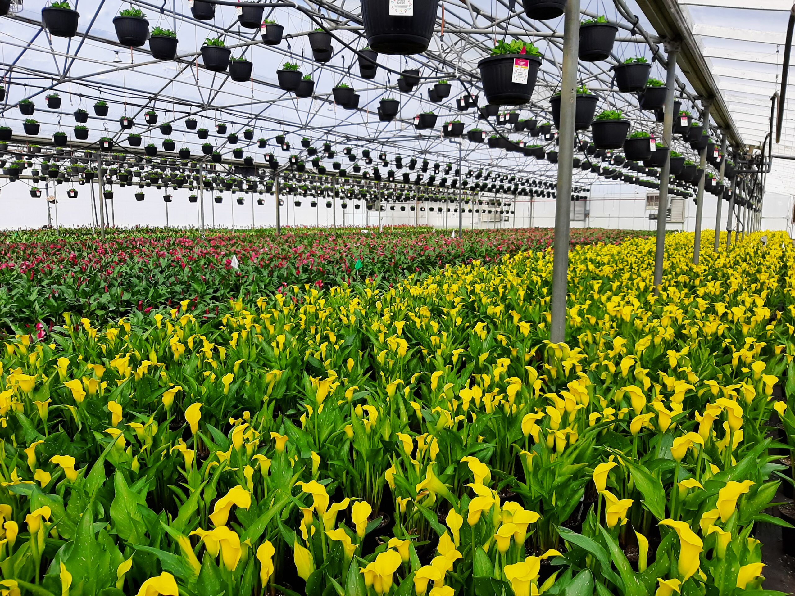 Spring flowers - yellow calla - for about us page