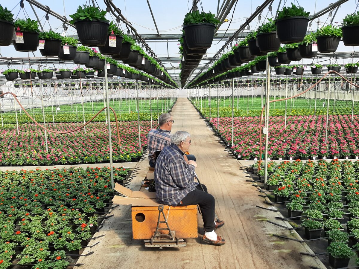 About Us Andy Mast Greenhouses