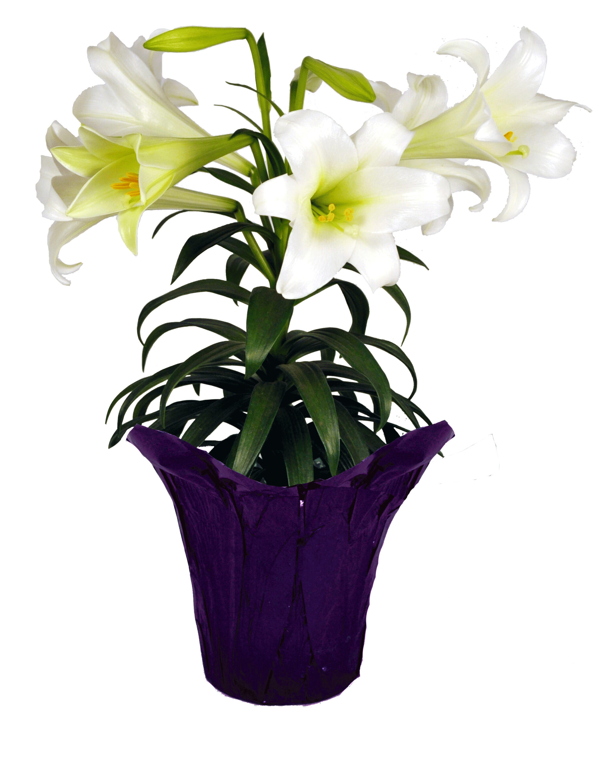 6 in easter lily in purple pot cover