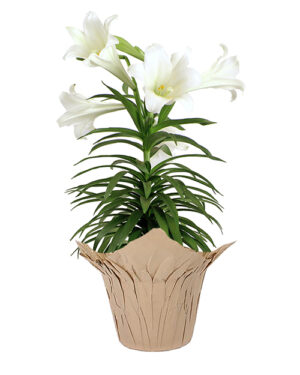 6 in easter lily in kraft pot cover