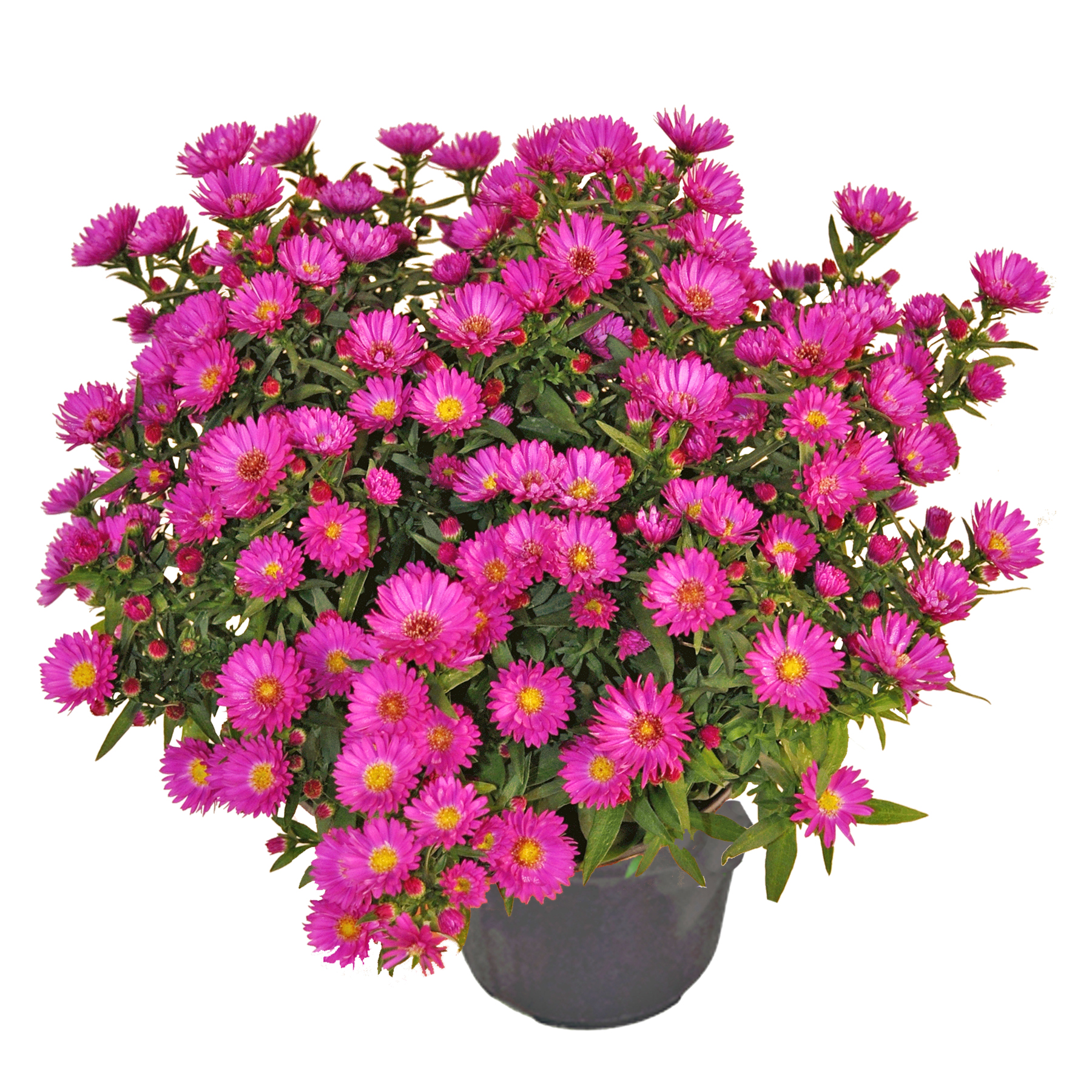 8in pink aster