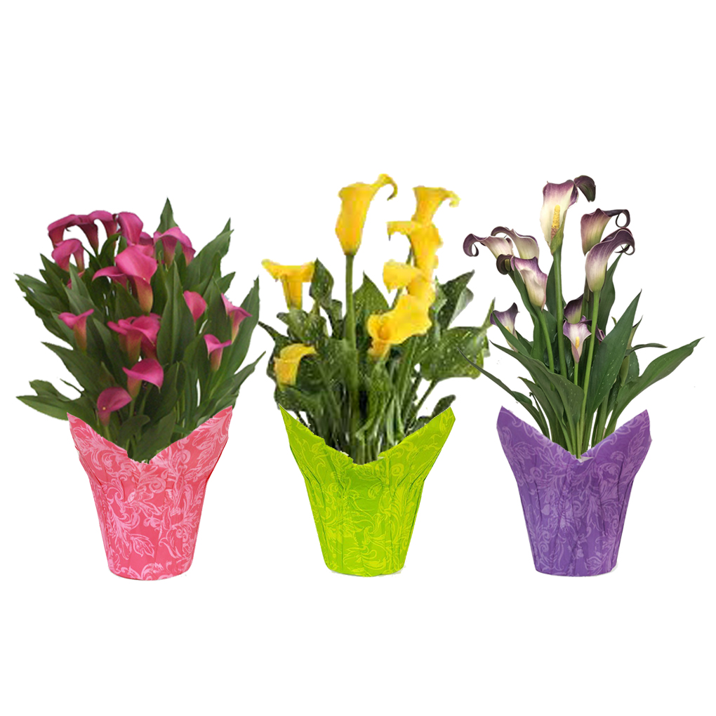 calla lilies in colored pot covers - pink, yellow, purple.