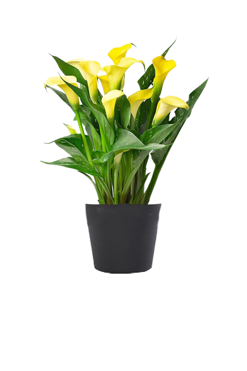 yellow calla lily in black deco pot