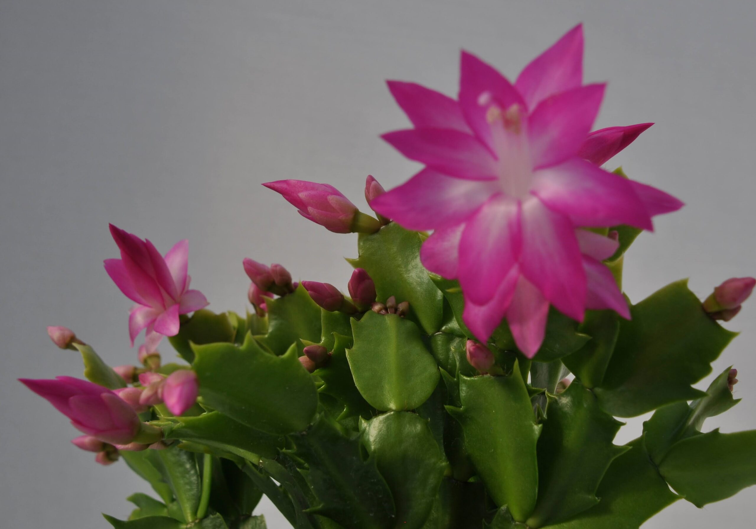 Christmas cactus