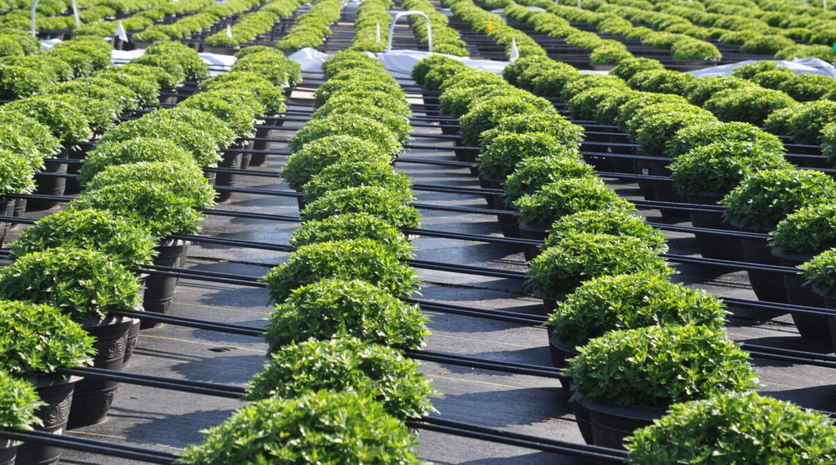 Growing Archives Andy Mast Greenhouses