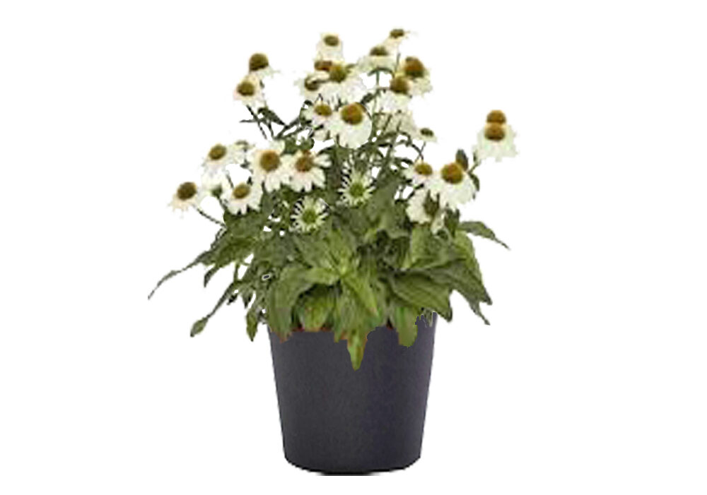 white echinacea in grower pot