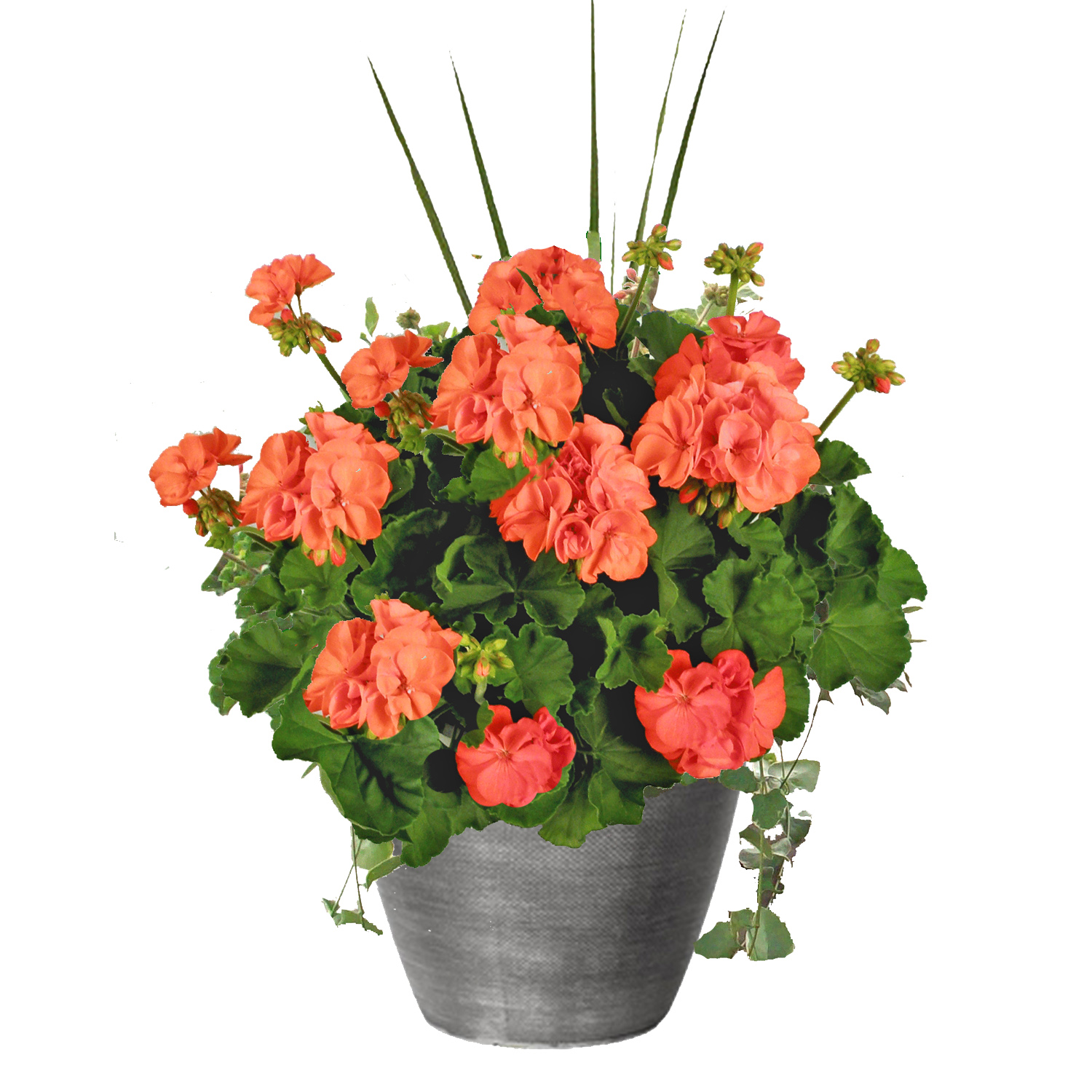 orange geraniums in planter