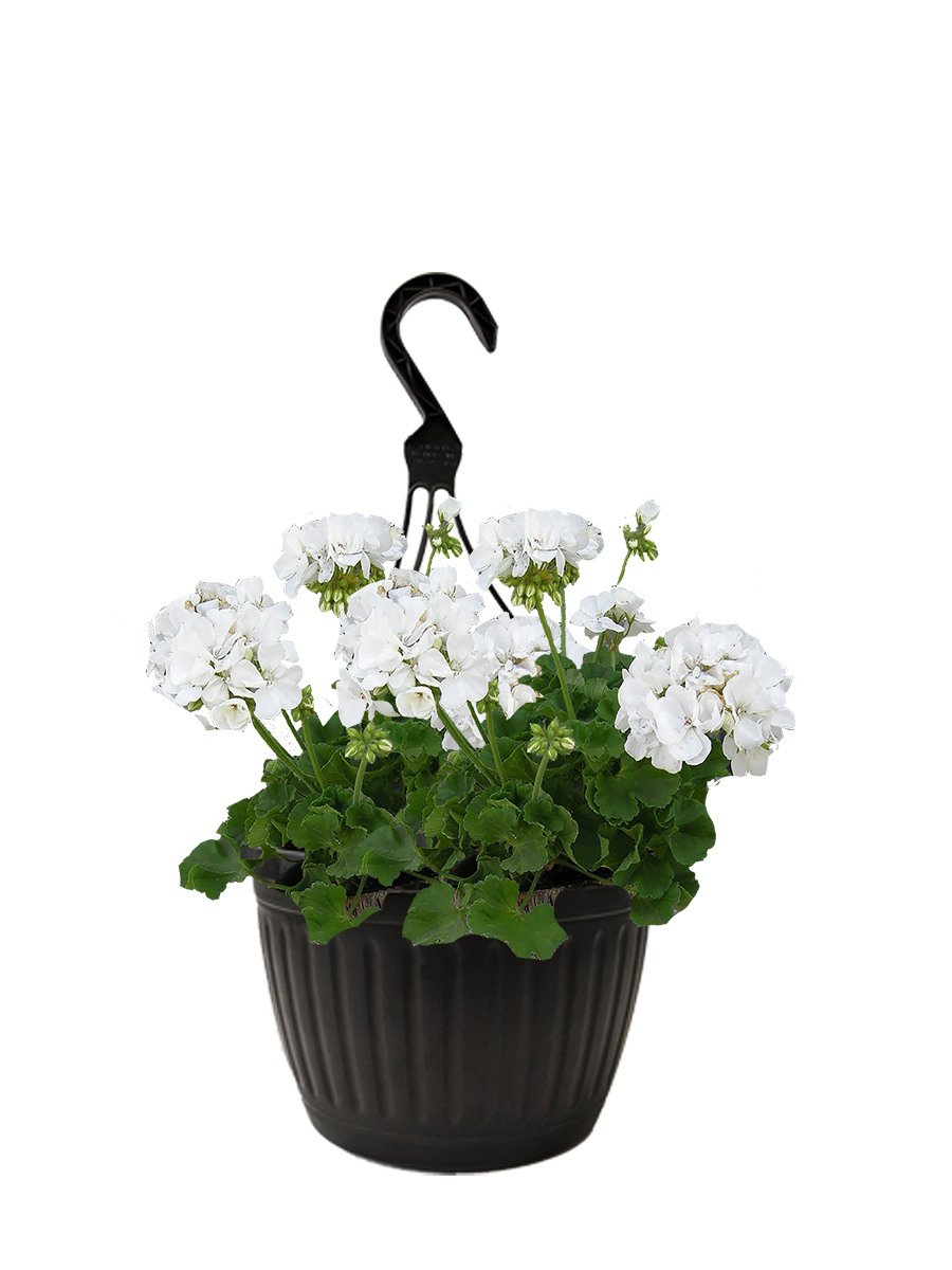 white geraniums in hanging basket