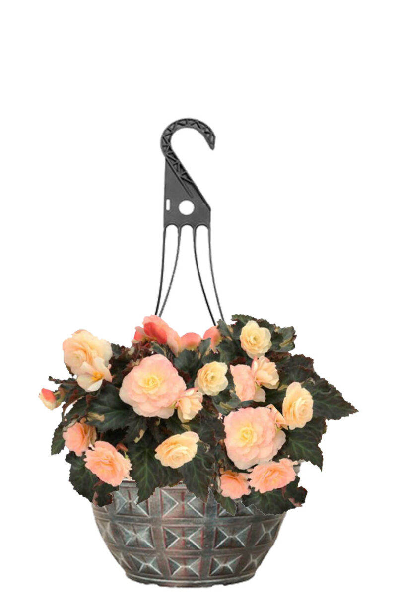 Begonia Andy Mast Greenhouses