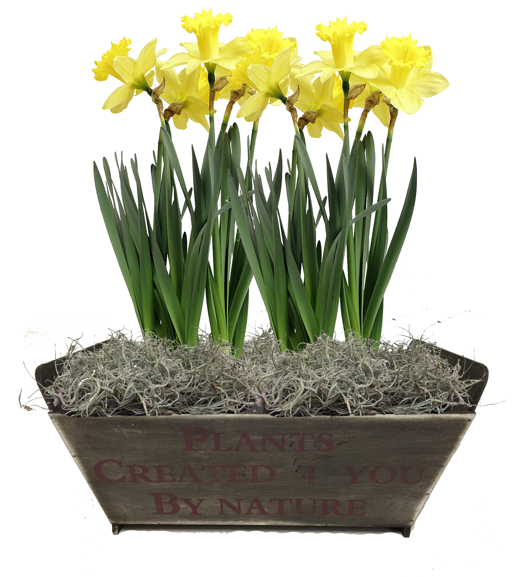 daffodils in wooden crate