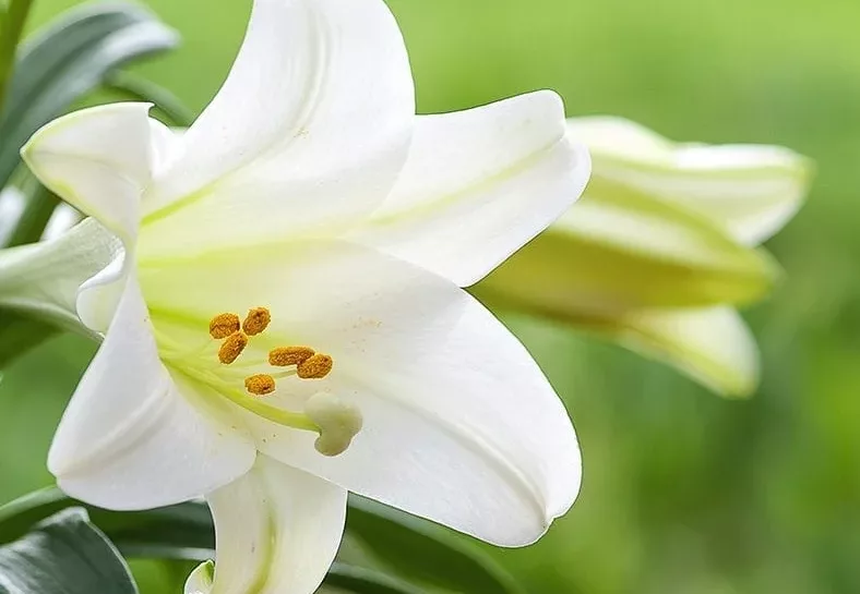 Easter Lily - close up image