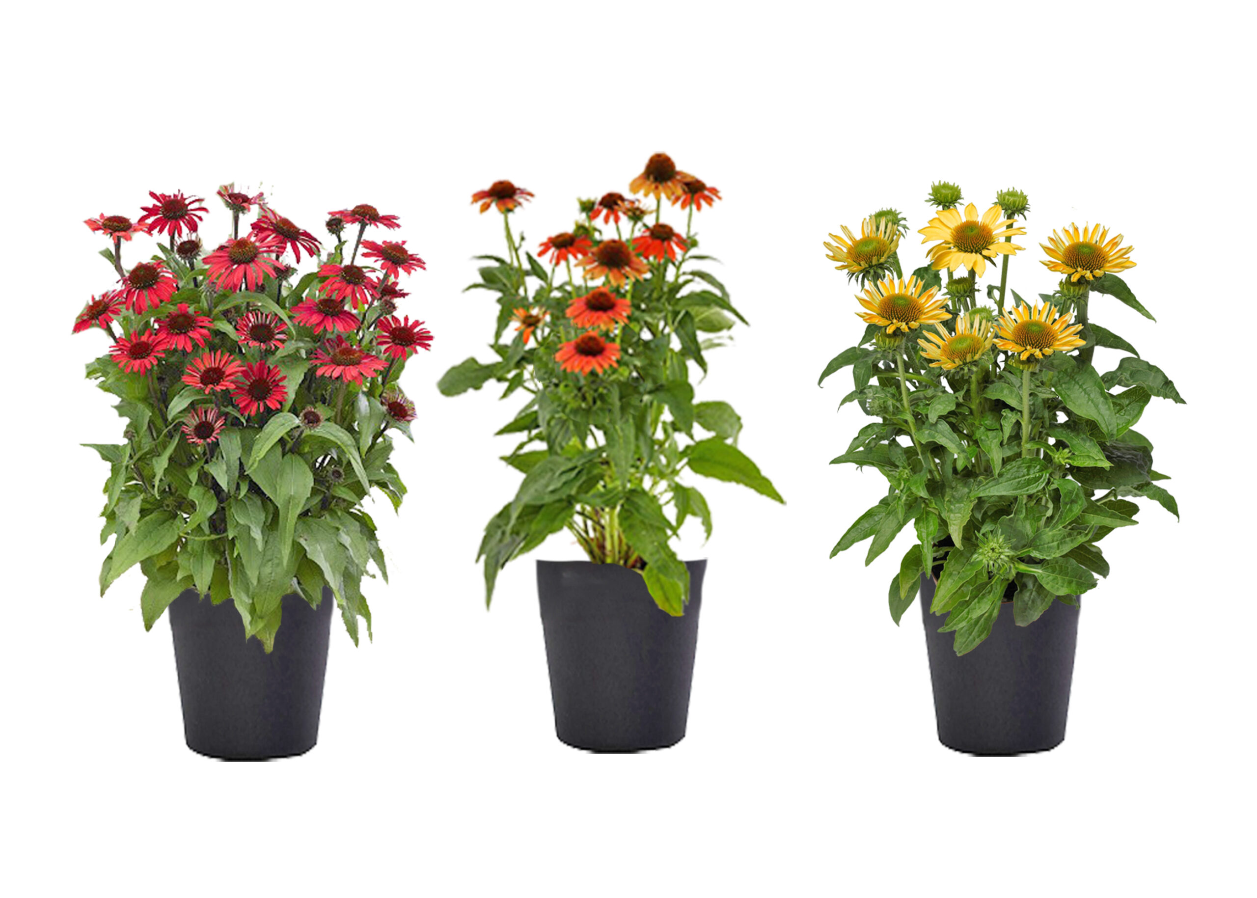 red, orange, and yellow echinacea in black grower pot