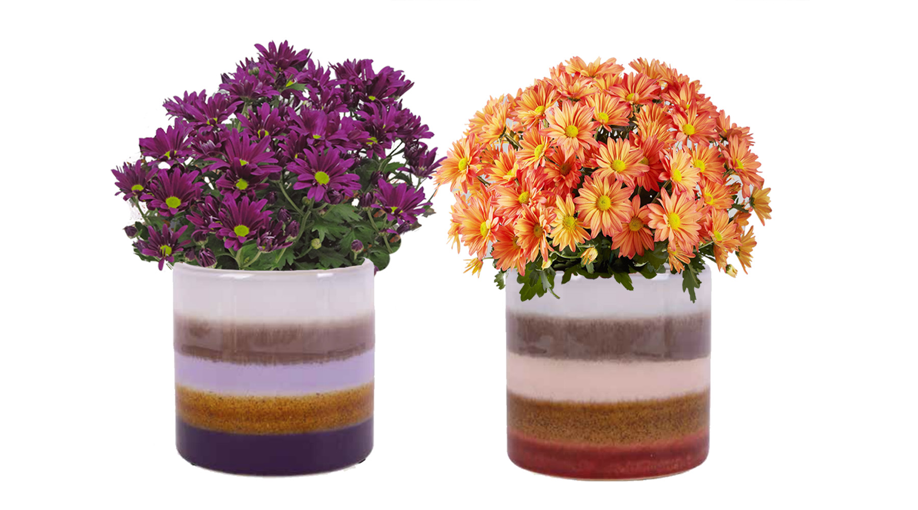 florist mum in striped aida ceramic container purple and orange flowers