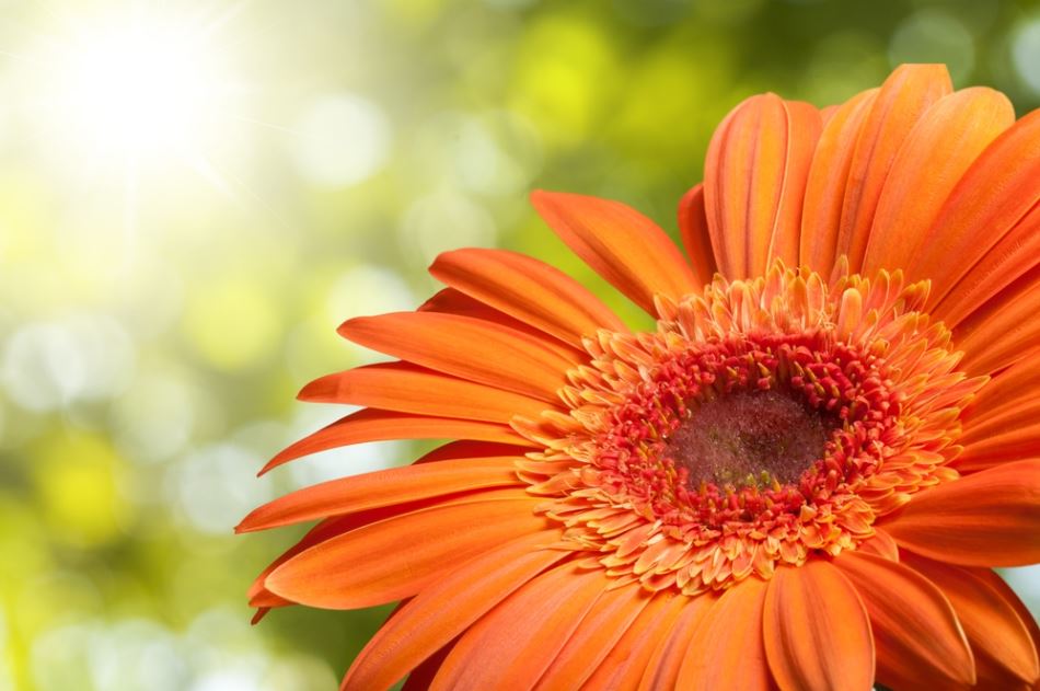 Close-up of orange gerbera daisy in the sunlight