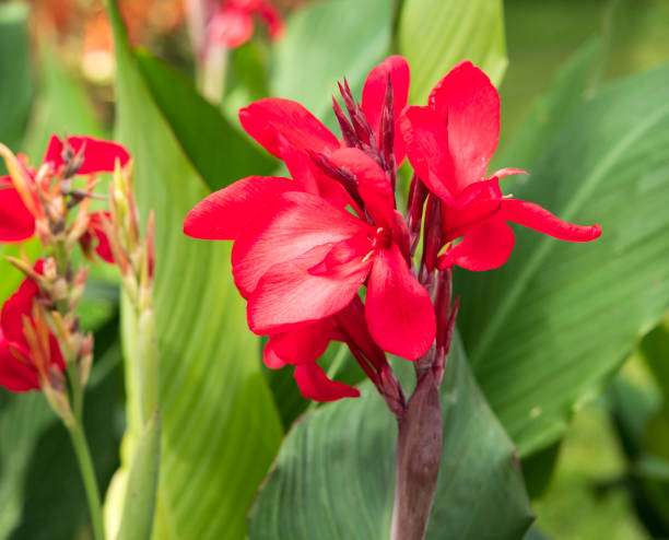 canna lily