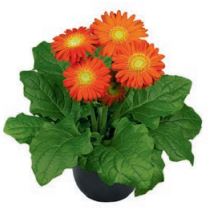 orange gerbera daisies in grower pot