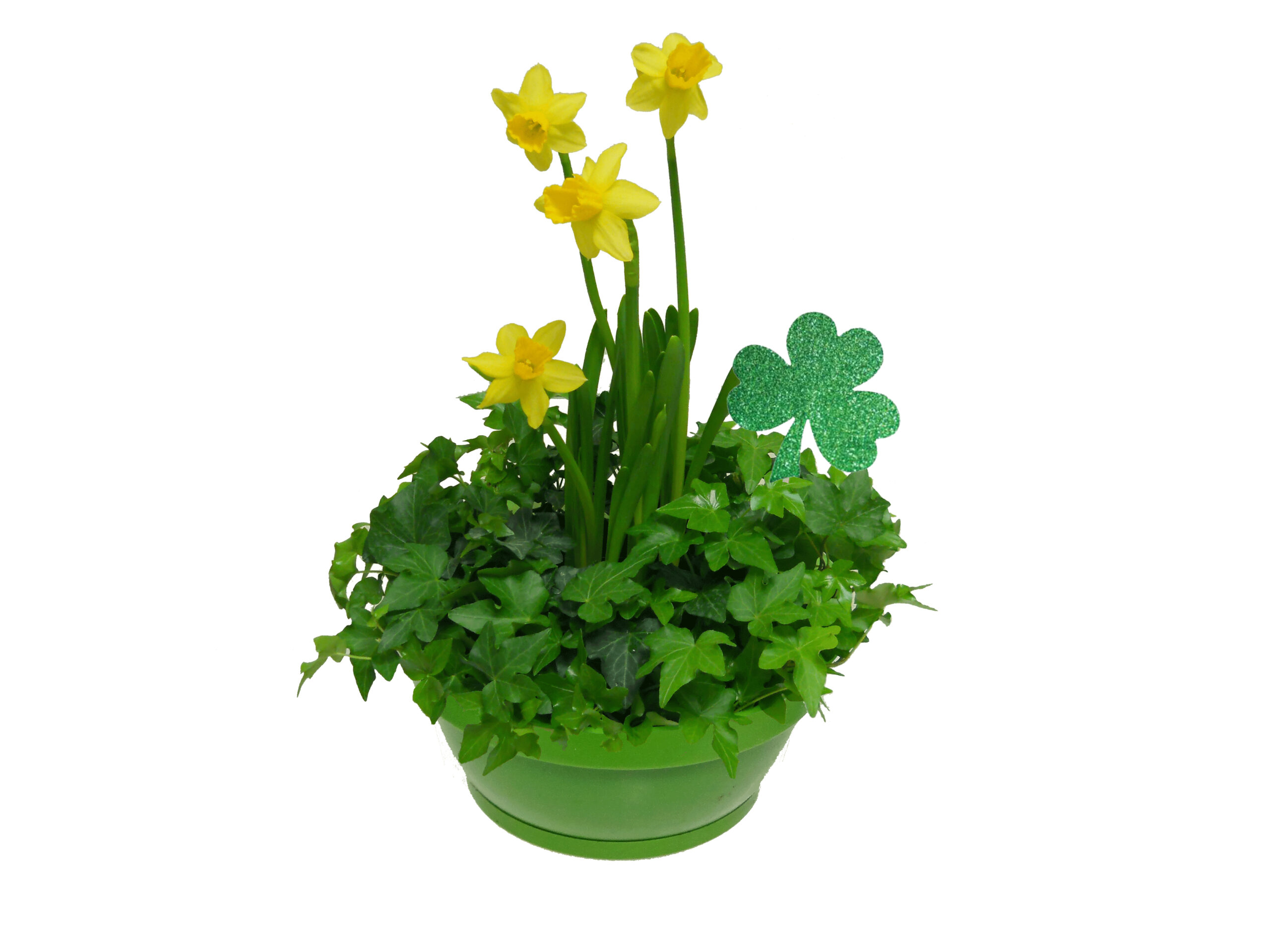 daffodil in green pot for st. patty's day