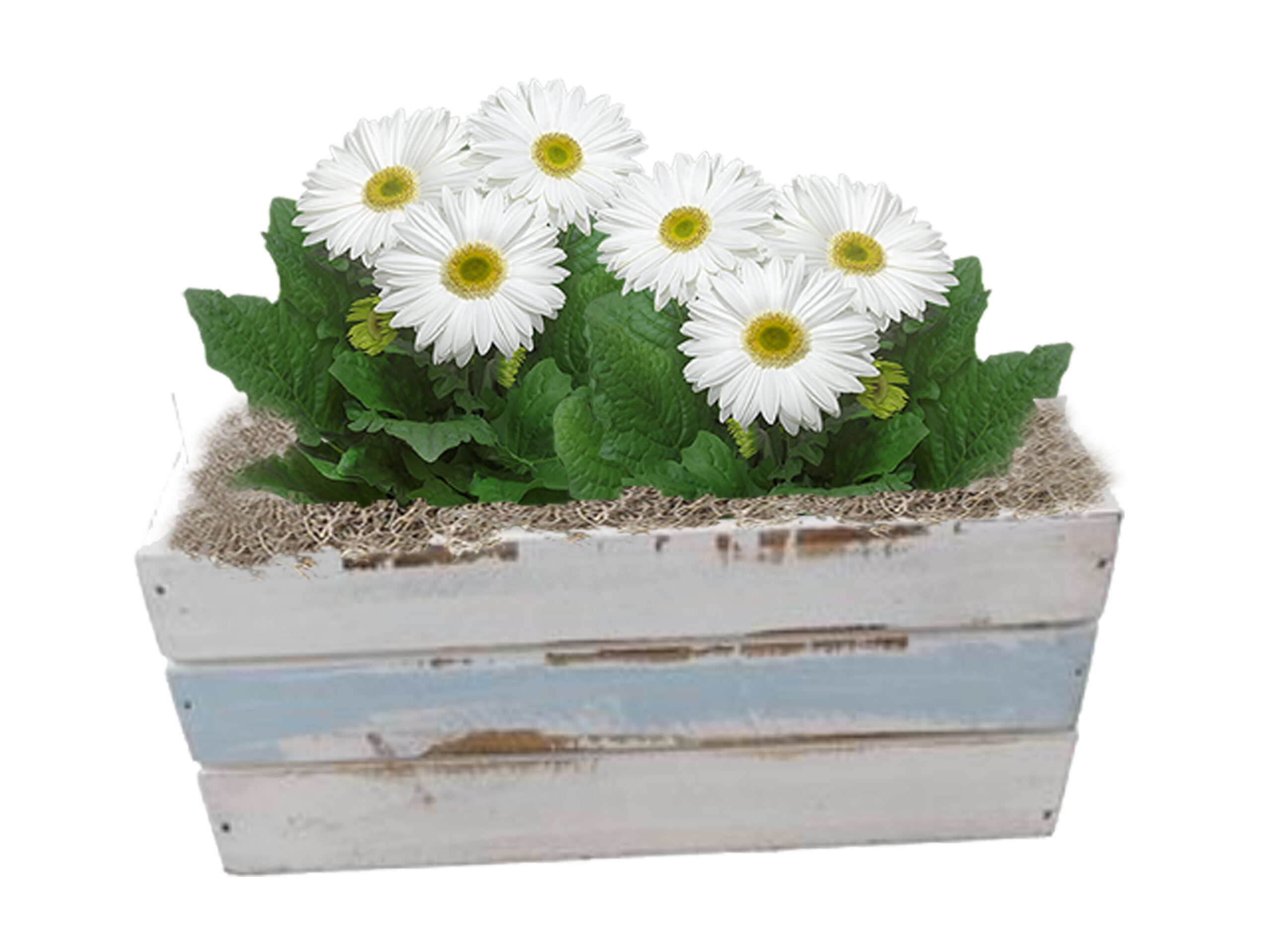 white gerbs in seaside wooden container