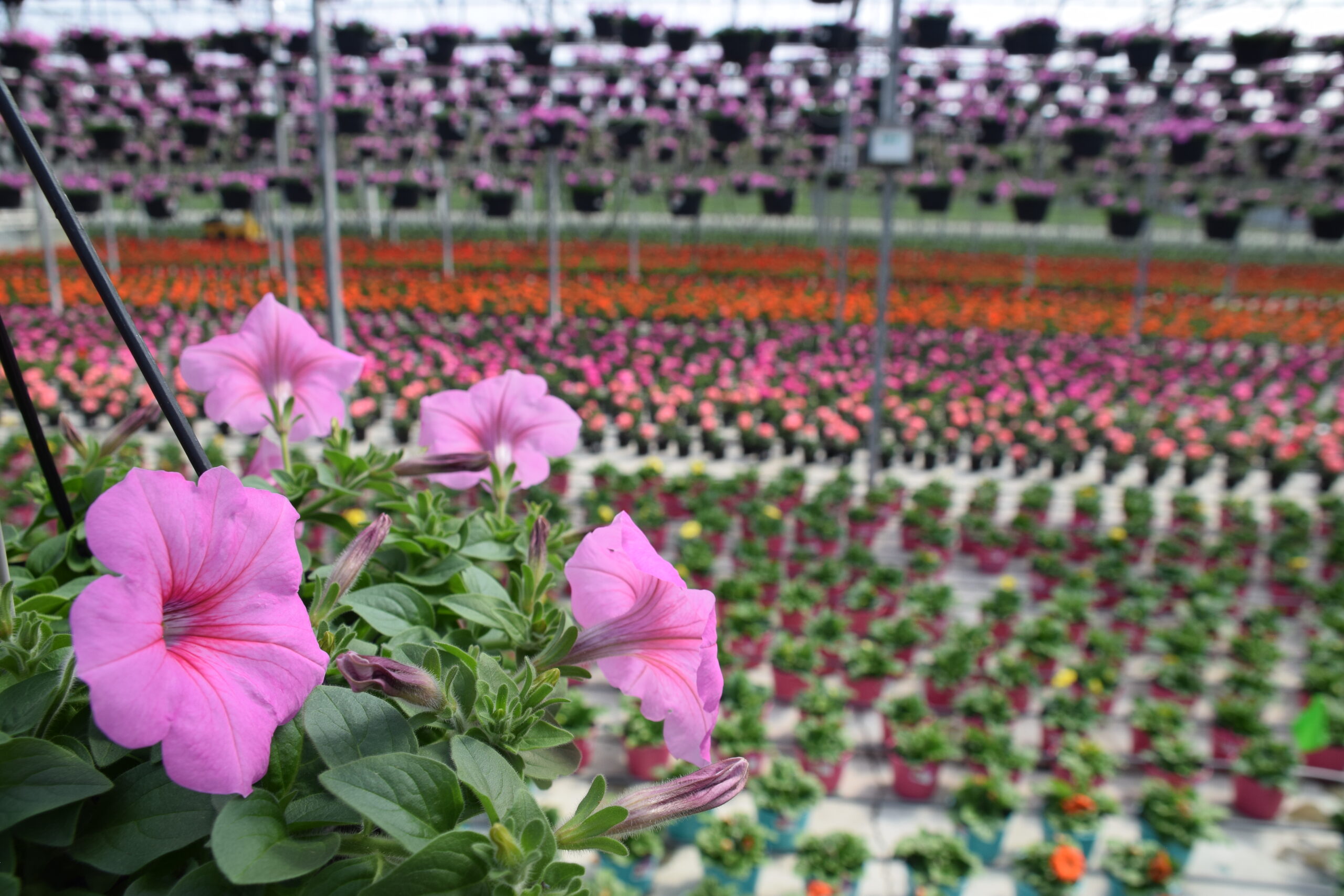 Our Plants Andy Mast Greenhouses