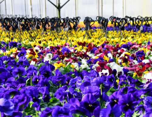 Pansies